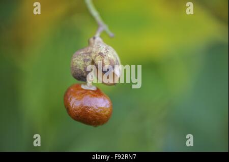 California Buckeye-California Rosskastanie (Aesculus Californica) ursprünglich aus Kalifornien und Oregon - Früchte im Herbst Stockfoto