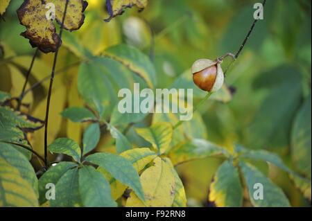 California Buckeye-California Rosskastanie (Aesculus Californica) ursprünglich aus Kalifornien und Oregon - Früchte im Herbst Stockfoto