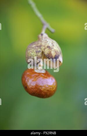 California Buckeye-California Rosskastanie (Aesculus Californica) ursprünglich aus Kalifornien und Oregon - Früchte im Herbst Stockfoto