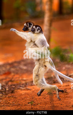 Ein springender Verreau Sifaka Mutter mit Baby, Berenty Reserve, Madagaskar. Stockfoto