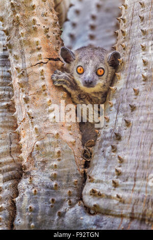 Ein Porträt von einem White-footed sportliche Lepilemur in einem dornigen Baum, Berenty Reserve, Madagaskar. Stockfoto