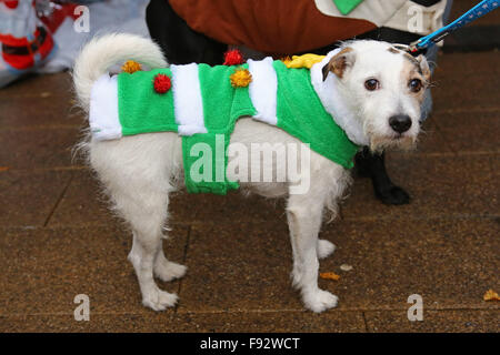 London, UK. 13. Dezember 2015. Summen der Terrier bei der alle Hunde Angelegenheit Santa Paws Weihnachtsmarkt wo Hunde in ihren feinsten Xmas-Kostümen im Garden Gate Pub Iin Hampstead Heath, London verkleidet. Die Messe wird jedes Jahr von der Nächstenliebe gehostet, die Häuser für Hunde findet. Schauspielerin Michelle Collins, der Schirmherr der Nächstenliebe ist, war auch bei der Veranstaltung mit ihrem Hund Humphrey. Bildnachweis: Paul Brown/Alamy Live-Nachrichten Stockfoto