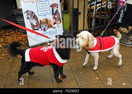 London, UK. 13. Dezember 2015. Jose Kostüme ein Rettungshund aus Brasilien treffen Teddy Cockerpoo bei der alle Hunde Angelegenheit Santa Paws Weihnachtsmarkt wo Hunde in ihrer feinsten Xmas verkleidet im Garden Gate Pub Iin Hampstead Heath, London. Die Messe wird jedes Jahr von der Nächstenliebe gehostet, die Häuser für Hunde findet. Schauspielerin Michelle Collins, der Schirmherr der Nächstenliebe ist, war auch bei der Veranstaltung mit ihrem Hund Humphrey. Bildnachweis: Paul Brown/Alamy Live-Nachrichten Stockfoto