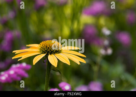 Echinacea Purpurea Blume. Sonnenhut in eine krautige Grenze. Stockfoto