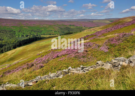 Sommer Farbe auf den Hügeln des Derwent Valley in Derbyshire, England. Stockfoto