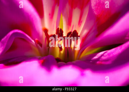 Detail der Stempel einer kleinen rosa Blume Stockfoto