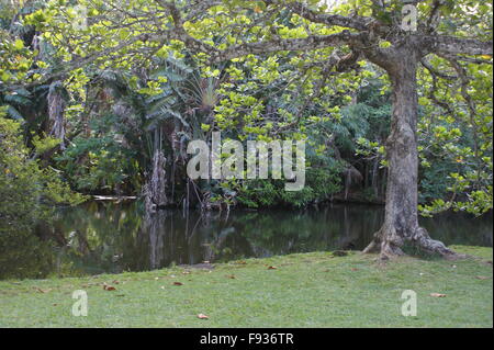 Mauritius. Pamplemousses Botanical Garden. Sir Seewoosagur Ramgoolam Botanical Garden. Stockfoto