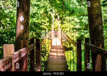 Hängebrücke auf Sheltowee Spur Trail in Red River Gorge in Kentucky Stockfoto