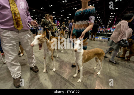 Orlando, Florida, USA. 12. Dezember 2015. Ibizenkischen Jagdhunde sind für ihre Konkurrenz AKC/Eukenuba Championships 2015 statt. Mit mehr als 6.100 Einträgen handelt es sich um die größte Hundeausstellung in den Vereinigten Staaten in den letzten 20 Jahren statt. © Brian Cahn/ZUMA Draht/Alamy Live-Nachrichten Stockfoto