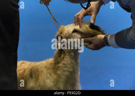 Orlando, Florida, USA. 13. Dezember 2015. Ein Soft Coated Wheaten Terrier ist während der WM 2015 AKC/Eukanuba beurteilt. Mit mehr als 6.100 Einträgen handelt es sich um die größte Hundeausstellung in den Vereinigten Staaten in den letzten 20 Jahren statt. © Brian Cahn/ZUMA Draht/Alamy Live-Nachrichten Stockfoto