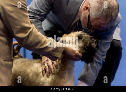 Orlando, Florida, USA. 13. Dezember 2015. Ein Soft Coated Wheaten Terrier ist während der WM 2015 AKC/Eukanuba beurteilt. Mit mehr als 6.100 Einträgen handelt es sich um die größte Hundeausstellung in den Vereinigten Staaten in den letzten 20 Jahren statt. © Brian Cahn/ZUMA Draht/Alamy Live-Nachrichten Stockfoto