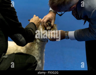 Orlando, Florida, USA. 13. Dezember 2015. Ein Soft Coated Wheaten Terrier ist während der WM 2015 AKC/Eukanuba beurteilt. Mit mehr als 6.100 Einträgen handelt es sich um die größte Hundeausstellung in den Vereinigten Staaten in den letzten 20 Jahren statt. © Brian Cahn/ZUMA Draht/Alamy Live-Nachrichten Stockfoto