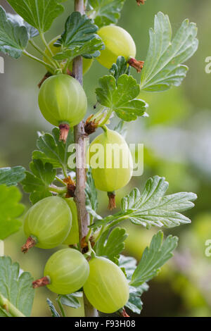 Eine Stachelbeere bush Zweig voller Reife, grüne Stachelbeeren. Stockfoto