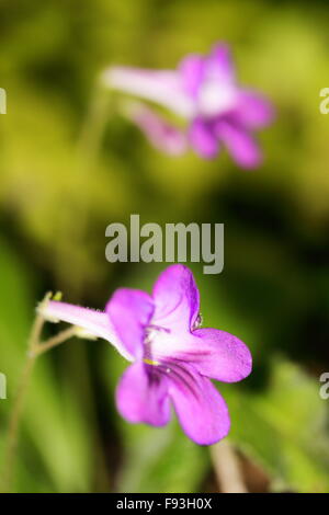 Streptocarpus-Arten in voller Blüte Stockfoto