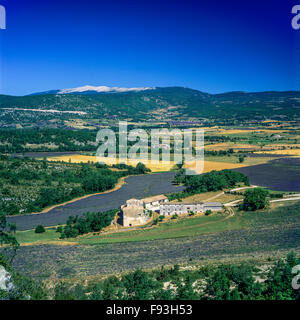 Bauernhof und Lavendelfelder in Sault Tal und Berg Mont Ventoux, Vaucluse, Provence, Frankreich, Europa Stockfoto