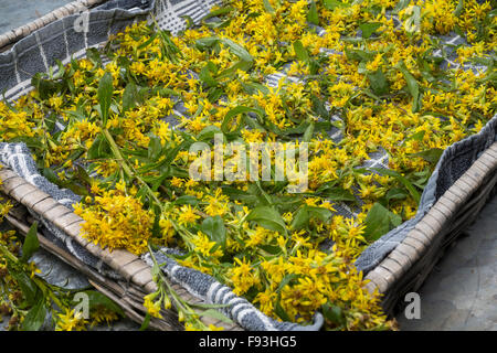 Europäische Goldrute, Woundwort, Gewöhnliche Goldrute, echten Goldrute, Blätter Und Blüten Trocknen, Ernte, Solidago Virgaurea Stockfoto