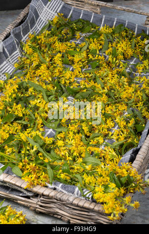 Europäische Goldrute, Woundwort, Gewöhnliche Goldrute, echten Goldrute, Blätter Und Blüten Trocknen, Ernte, Solidago Virgaurea Stockfoto