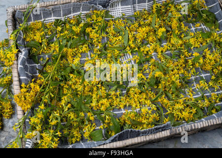 Europäische Goldrute, Woundwort, Gewöhnliche Goldrute, echten Goldrute, Blätter Und Blüten Trocknen, Ernte, Solidago Virgaurea Stockfoto