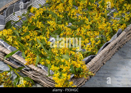 Europäische Goldrute, Woundwort, Gewöhnliche Goldrute, echten Goldrute, Blätter Und Blüten Trocknen, Ernte, Solidago Virgaurea Stockfoto