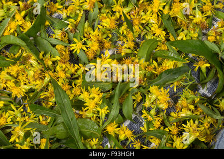 Europäische Goldrute, Woundwort, Gewöhnliche Goldrute, echten Goldrute, Blätter Und Blüten Trocknen, Ernte, Solidago Virgaurea Stockfoto