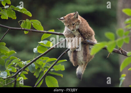 Süße junge eurasische Luchs / Eurasischer Luchs (Lynx Lynx) ist in Not / spielt hoch oben in den Büschen. Stockfoto