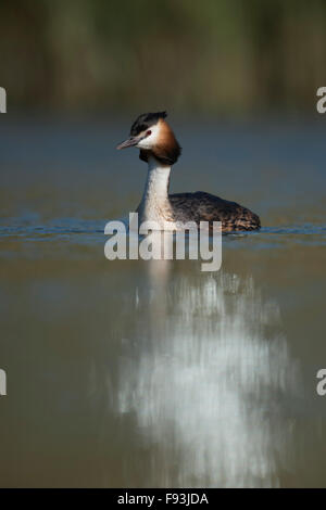 Haubentaucher (Podiceps Cristatus) schwimmt auf einem natürlichen Gewässer, einige schönen hellen Reflexionen vor ihm. Stockfoto