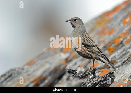 Alpine accentor / Alpenbraunelle ( Prunella collaris ) steht auf Flechtenbedeckten Felsen, sieht stolz aus, Tierwelt, Europa. Stockfoto
