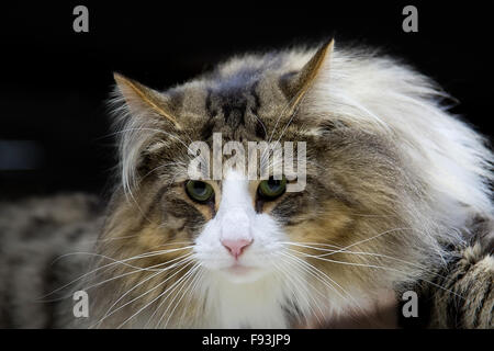 Katze - norwegische Waldkatze, ein Porträt Stockfoto