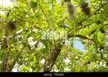 Äste eines Baumes der Kalebasse mit ein paar Früchte, die von ihm in der Tibes Eingeborene zeremonielle Mitte zu hängen. Ponce, Puerto Rico. Stockfoto