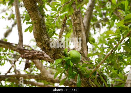 Äste eines Baumes der Kalebasse mit ein paar Früchte, die von ihm in der Tibes Eingeborene zeremonielle Mitte zu hängen. Ponce, Puerto Rico. Stockfoto