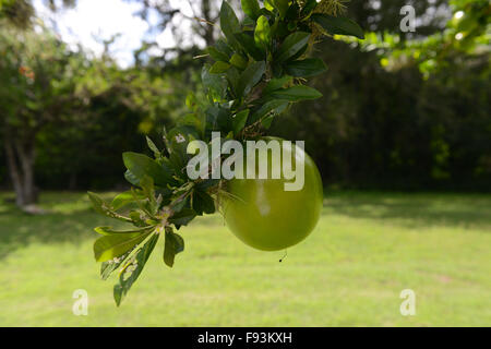 Äste eines Baumes der Kalebasse mit einer Frucht, die von ihm in der Tibes Eingeborene zeremonielle Mitte zu hängen. Ponce, Puerto Rico. Stockfoto