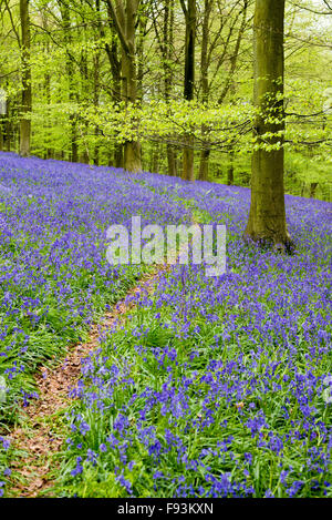 Ein schmaler Pfad führt durch eine typisch englische Bluebell Wald; Des Königs Holz, Kent. Stockfoto