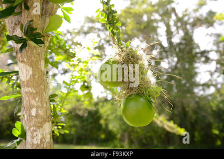 Äste eines Baumes der Kalebasse mit ein paar Früchte, die von ihm in der Tibes Eingeborene zeremonielle Mitte zu hängen. Ponce, Puerto Rico. Stockfoto