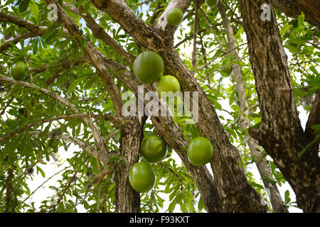 Kalebasse Baum mit ein paar Früchte, die von ihm in der Tibes Eingeborene zeremonielle Mitte zu hängen. Ponce, Puerto Rico. Stockfoto