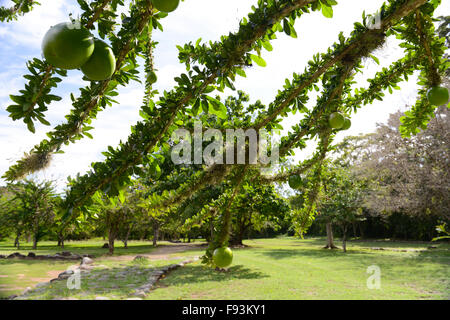 Äste eines Baumes der Kalebasse mit ein paar Früchte, die von ihm in der Tibes Eingeborene zeremonielle Mitte zu hängen. Ponce, Puerto Rico. Stockfoto