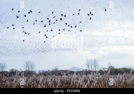 Starling [Sturnus Vulgaris] Murmuration. Aufsteigend von Roost Website im Schilf. Glastonbury Tor am Horizont. Somerset, UK. Dezember. Stockfoto