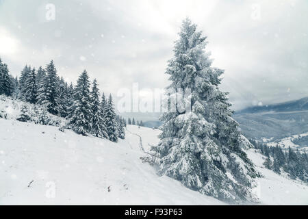 Herrliche Winterlandschaft mit Schnee bedeckt Bäume. Stockfoto
