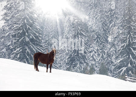 Ein Pferd in einem Feld bedeckt mit Schnee Stockfoto