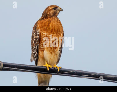 Red Tailed Hawk thront auf Telefonleitung Stockfoto