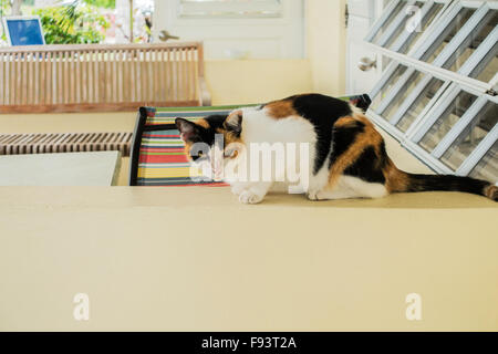 Eine Calico Hauskatze, ruht auf einer halben Wand auf einer Veranda. Stockfoto