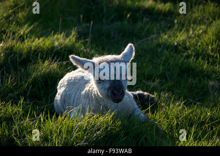 Ein sehr junges Lamm" Ovis Aries" unten im Gras liegen. Der Frühling in der Landschaft. Eggardon Hill, ländlichen Dorset, England, Vereinigtes Königreich. Stockfoto