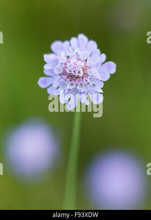 Eine gemeinsame Scabiosa (Scabiosa Kolumbarien) Wildblumen künstlerisch in Kent Wiese eingefangen. Stockfoto