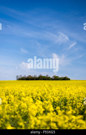 Ein Wäldchen von Bäumen in einem Feld von Raps in der Grafschaft Kent an einem sonnigen Tag. Stockfoto