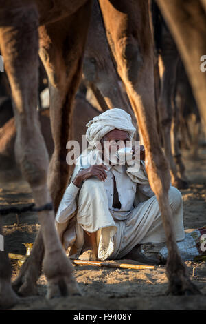Ein Mann mit einem Drink unter Kamele in Pushkar Mela Kamel fair, Pushkar, Rajasthan, Indien Stockfoto