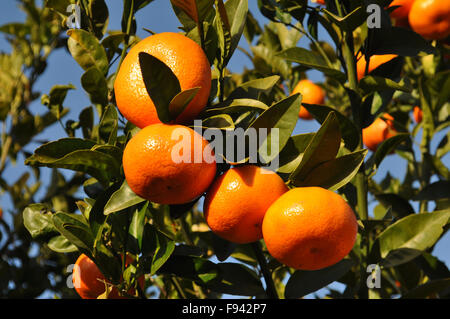 Orangen am Baum, Spanien Stockfoto