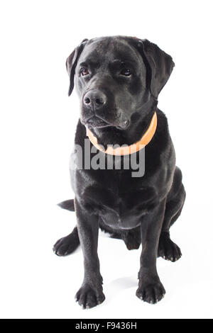 CARDIFF, VEREINIGTES KÖNIGREICH. 5. Dezember 2015. Du, ein schwarzer Labrador, Rebecca Saunders, angehören ist suchen glücklich auf einem weißen Hintergrund abgebildet. Stockfoto