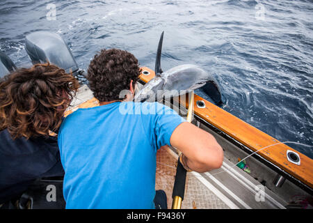 Zwei Jungs ziehen einen Fisch gefangen sie einfach an Bord ihres Bootes Stockfoto