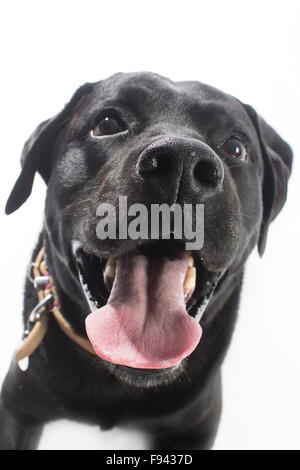 CARDIFF, VEREINIGTES KÖNIGREICH. 5. Dezember 2015. Du, ein schwarzer Labrador, Rebecca Saunders, angehören ist suchen glücklich auf einem weißen Hintergrund abgebildet. Stockfoto