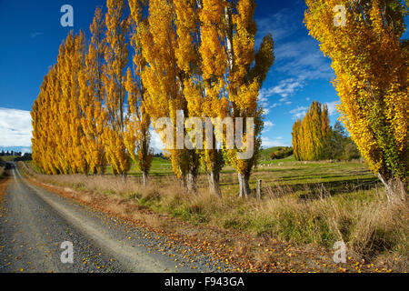 Pappeln und Ackerland im Herbst, in der Nähe von Lovells flach, South Otago, Südinsel, Neuseeland Stockfoto