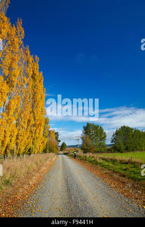 Pappeln im Herbst und Straße, in der Nähe von Lovells flach, South Otago, Südinsel, Neuseeland Stockfoto